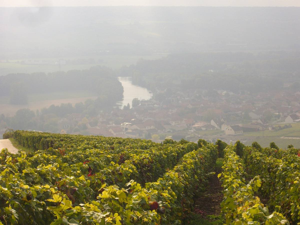 Rangs de vignes sur le coteau d'Hautvillers dominant la Marne et le village de Cumières dans la brume